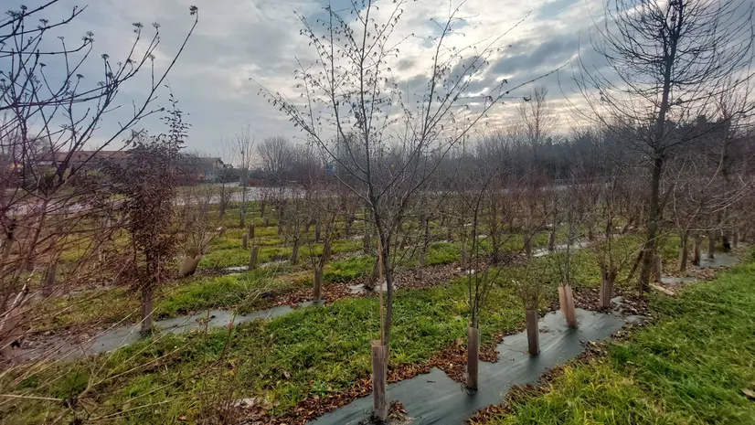 Mille nuove piante a Desenzano - © www.giornaledibrescia.it