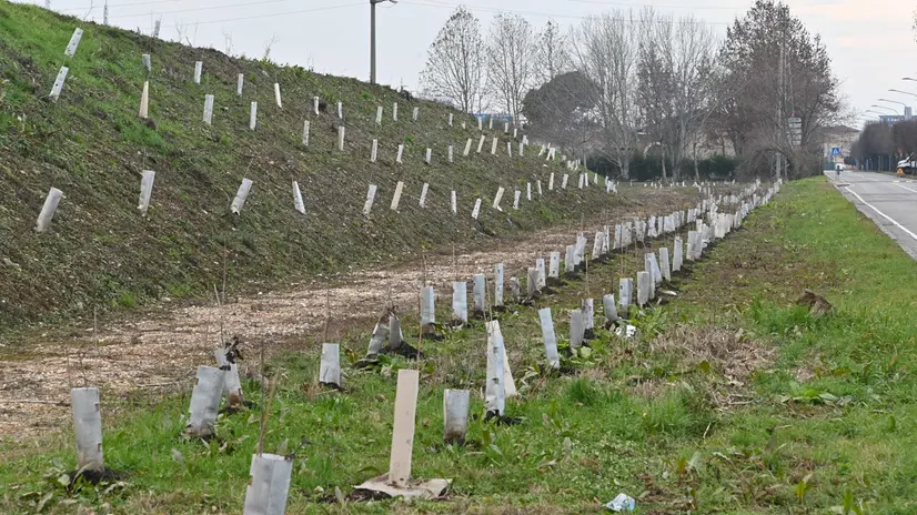 Piante lungo la tangenziale - © www.giornaledibrescia.it