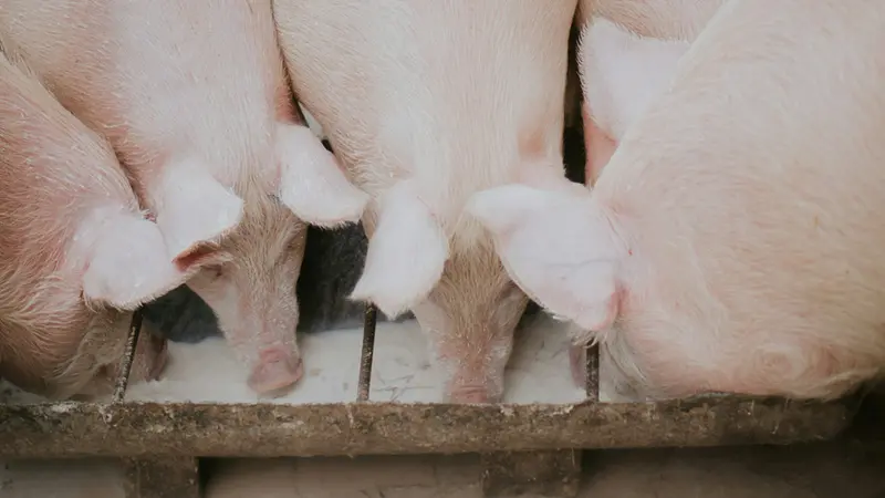 Alcuni maiali all'abbeveratoio