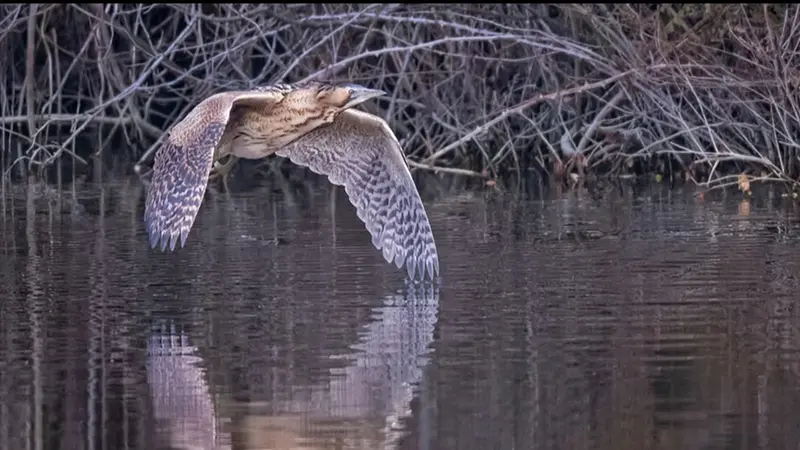 Riserva Torbiere censimento uccelli - © www.giornaledibrescia.it