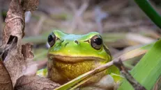 Riserva Torbiere vasche per anfibi - © www.giornaledibrescia.it