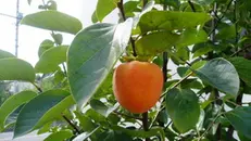 Caco di Nagasaki - © www.giornaledibrescia.it