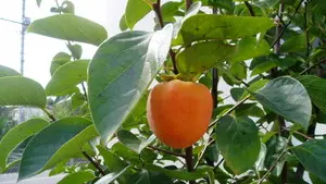 Caco di Nagasaki - © www.giornaledibrescia.it