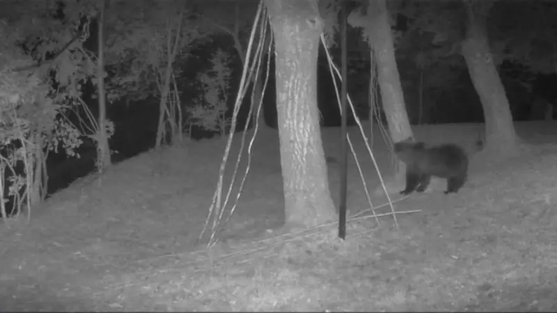 L'orso immortalato dalle fototrappole - © www.giornaledibrescia.it