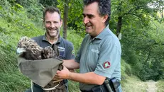 Il recupero dell'aquila reale ferita