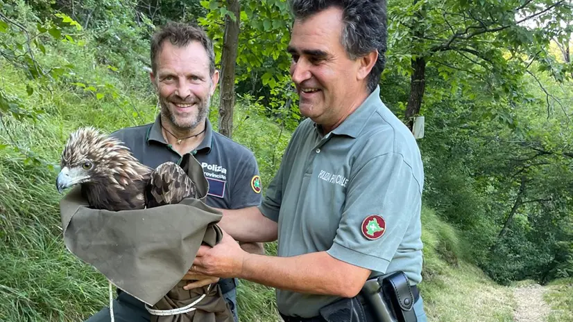 Il recupero dell'aquila reale ferita