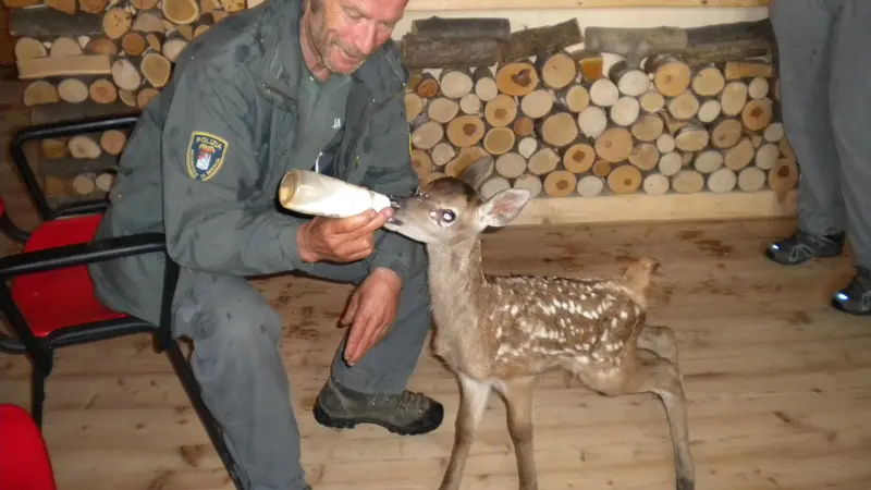Un cucciolo di ungolato nutrito con il biberon - Foto tratta da Fb