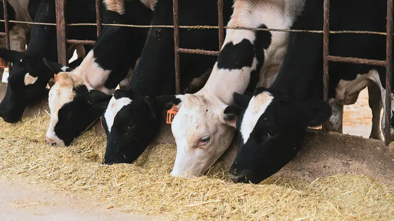 La carne con maggior impatto ambientale è quella di manzo