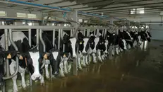 Mucche durante la mungitura - © www.giornaledibrescia.it