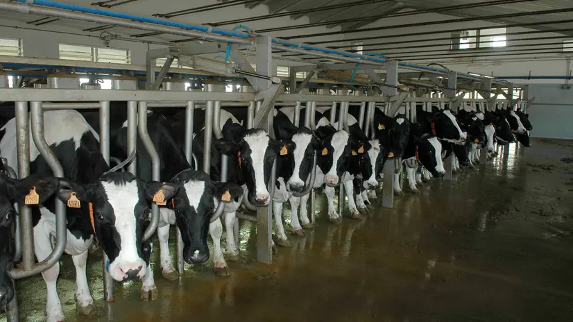 Mucche durante la mungitura - © www.giornaledibrescia.it