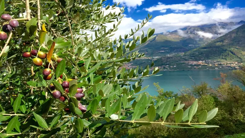 Gli olivi dell'isola - © www.giornaledibrescia.it