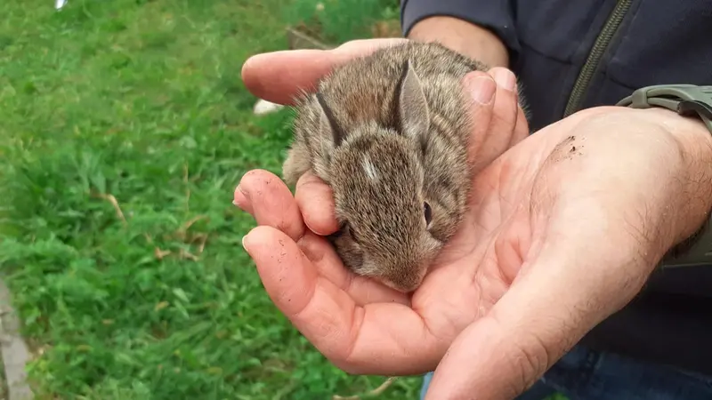 Il leprotto che vive nell'orto didattico