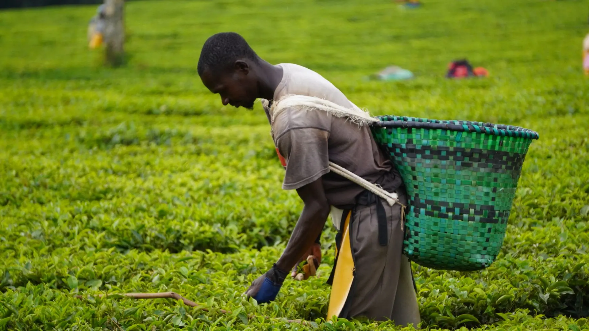 Discovery Kenya, tappa alle Nandi Hills