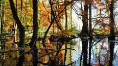 Immagine di un paesaggio naturale