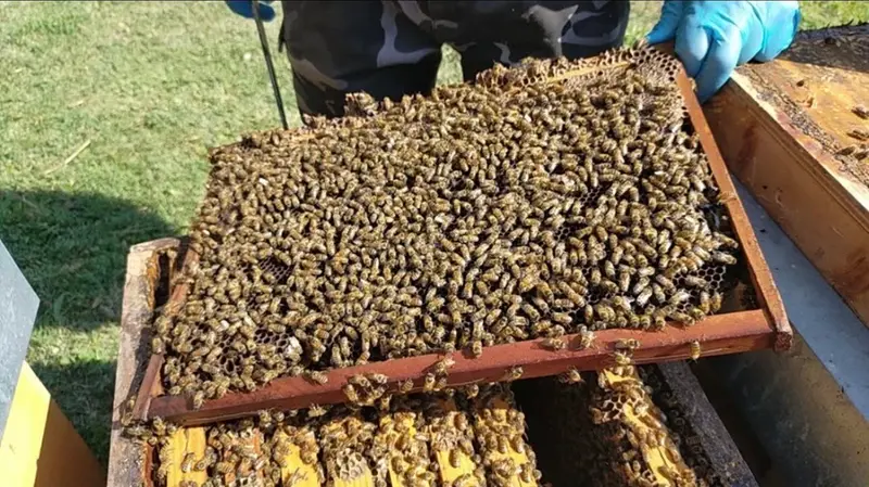 Il miele di Sergio Zipoli - © www.giornaledibrescia.it