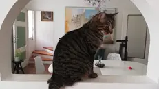 Ricordo colmo di affetto per un gatto che non c’è più, ma che rubava il cuore