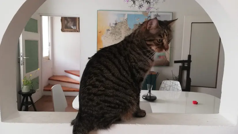 Ricordo colmo di affetto per un gatto che non c’è più, ma che rubava il cuore