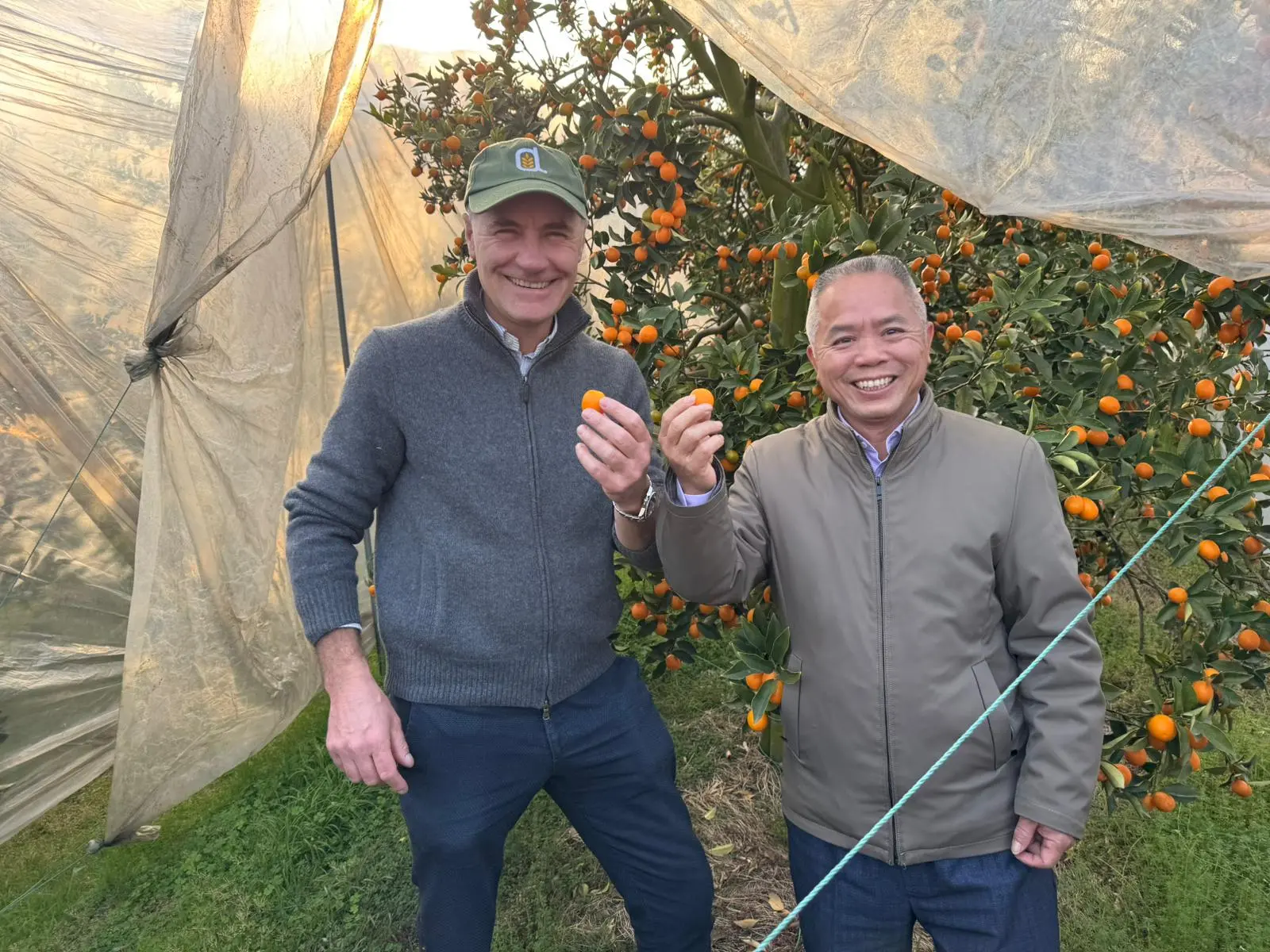 A Yangshuo le coltivazioni di kumquat
