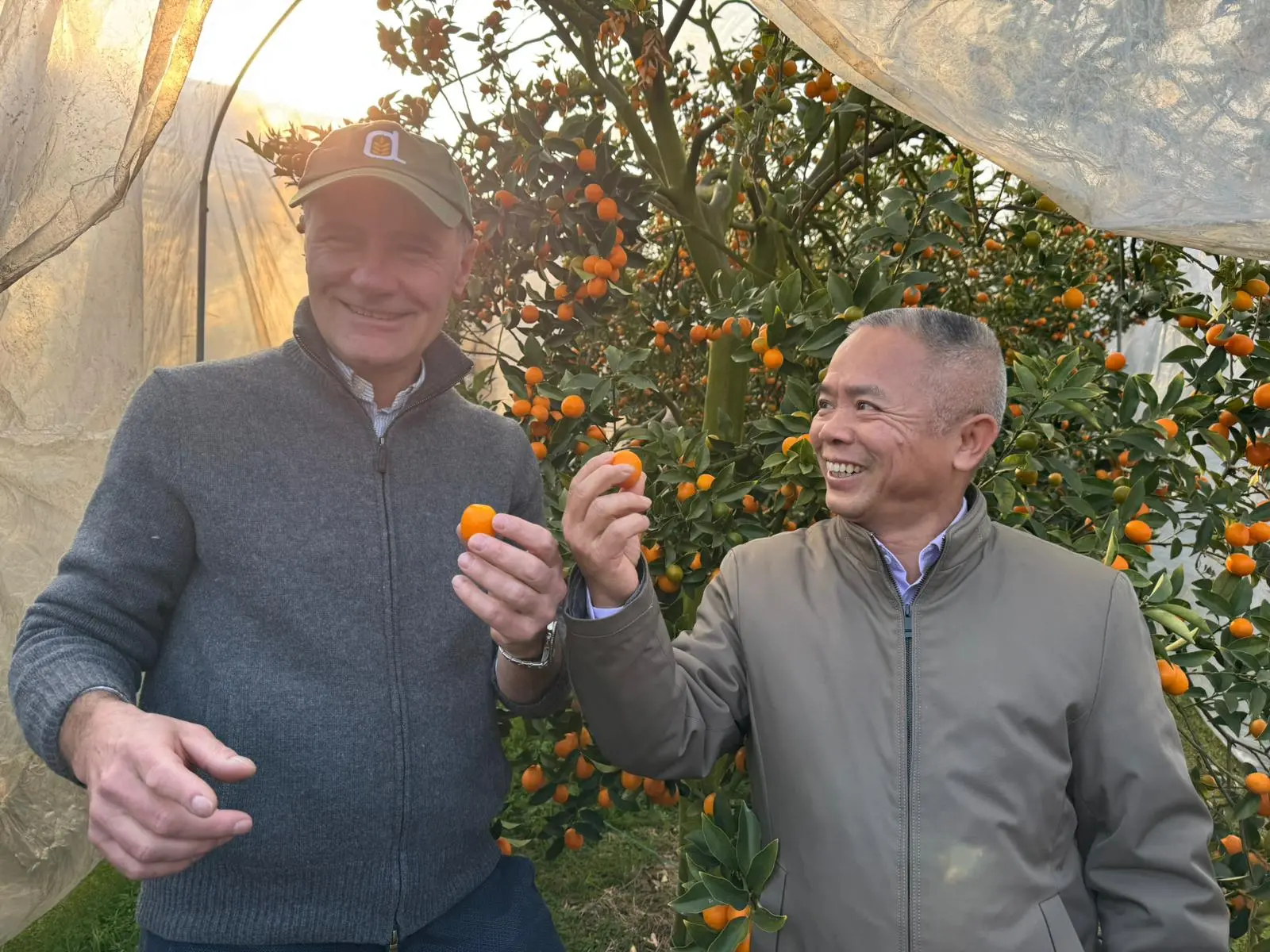 A Yangshuo le coltivazioni di kumquat