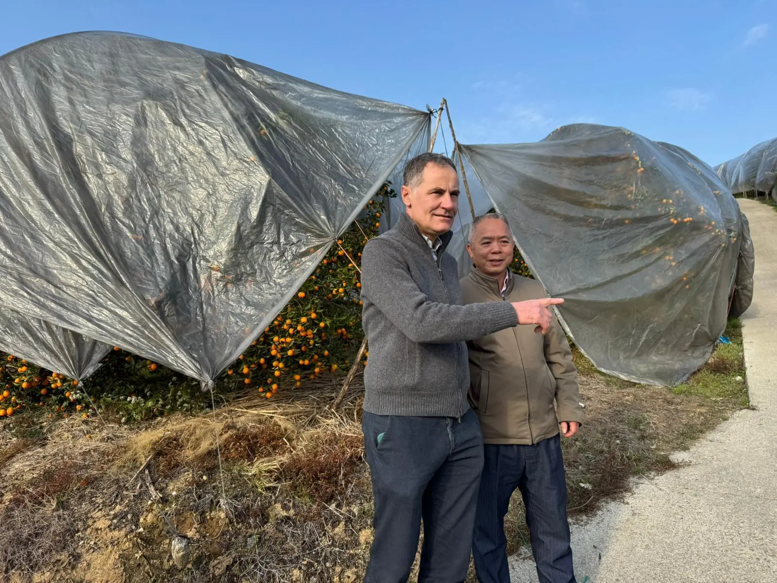 A Yangshuo le coltivazioni di kumquat