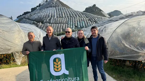 A Yangshuo le coltivazioni di kumquat