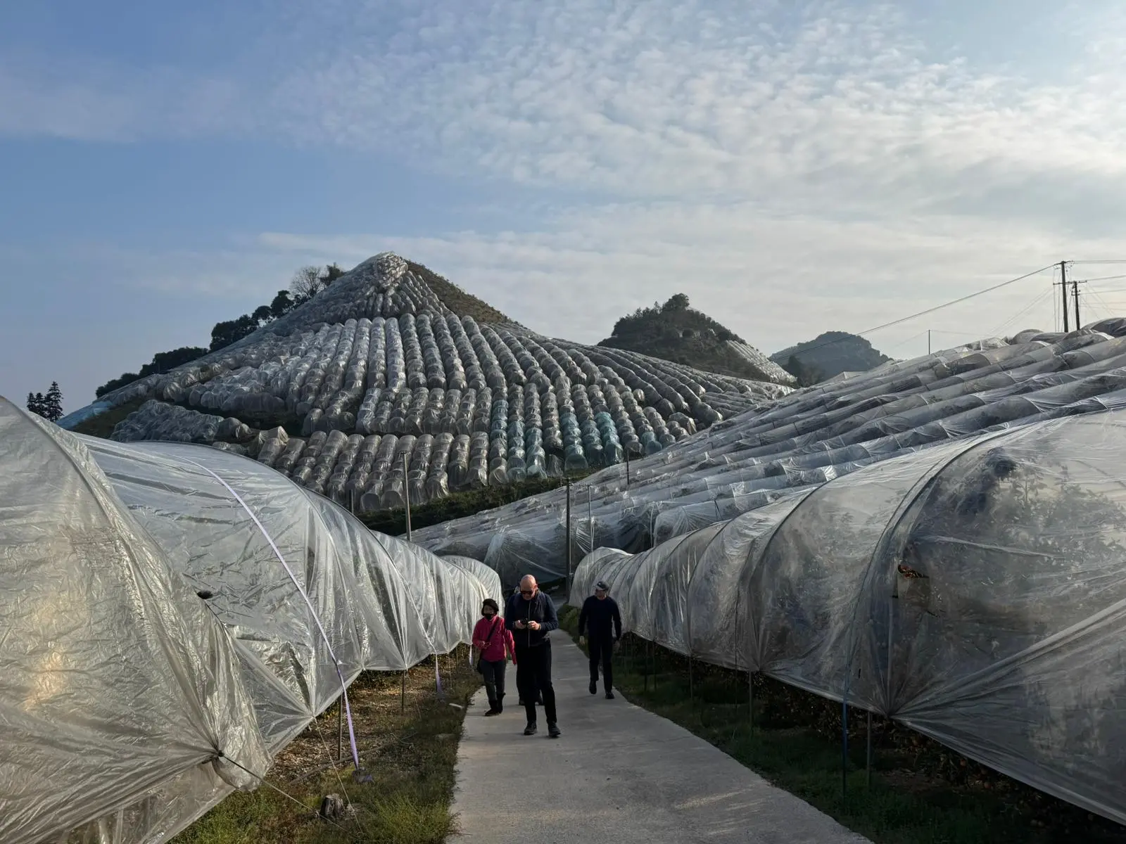 A Yangshuo le coltivazioni di kumquat