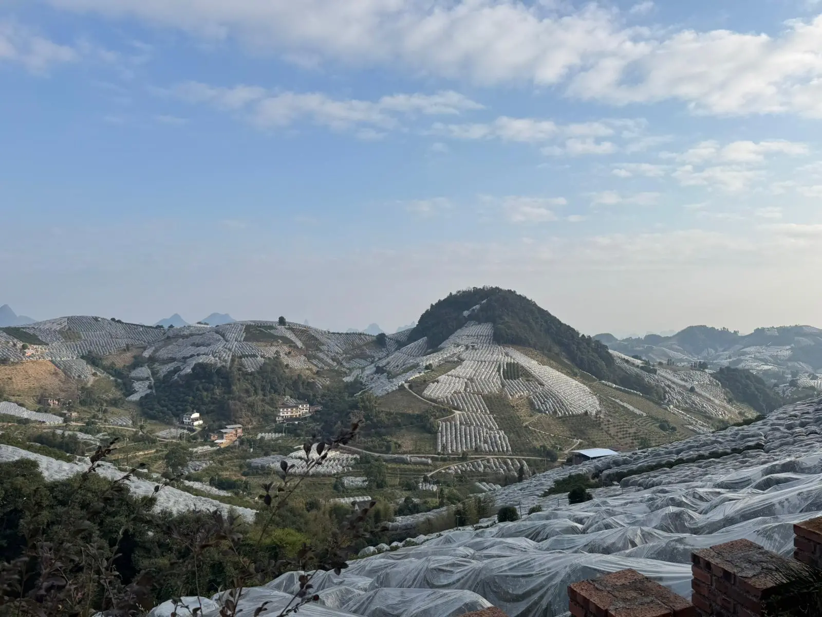 A Yangshuo le coltivazioni di kumquat