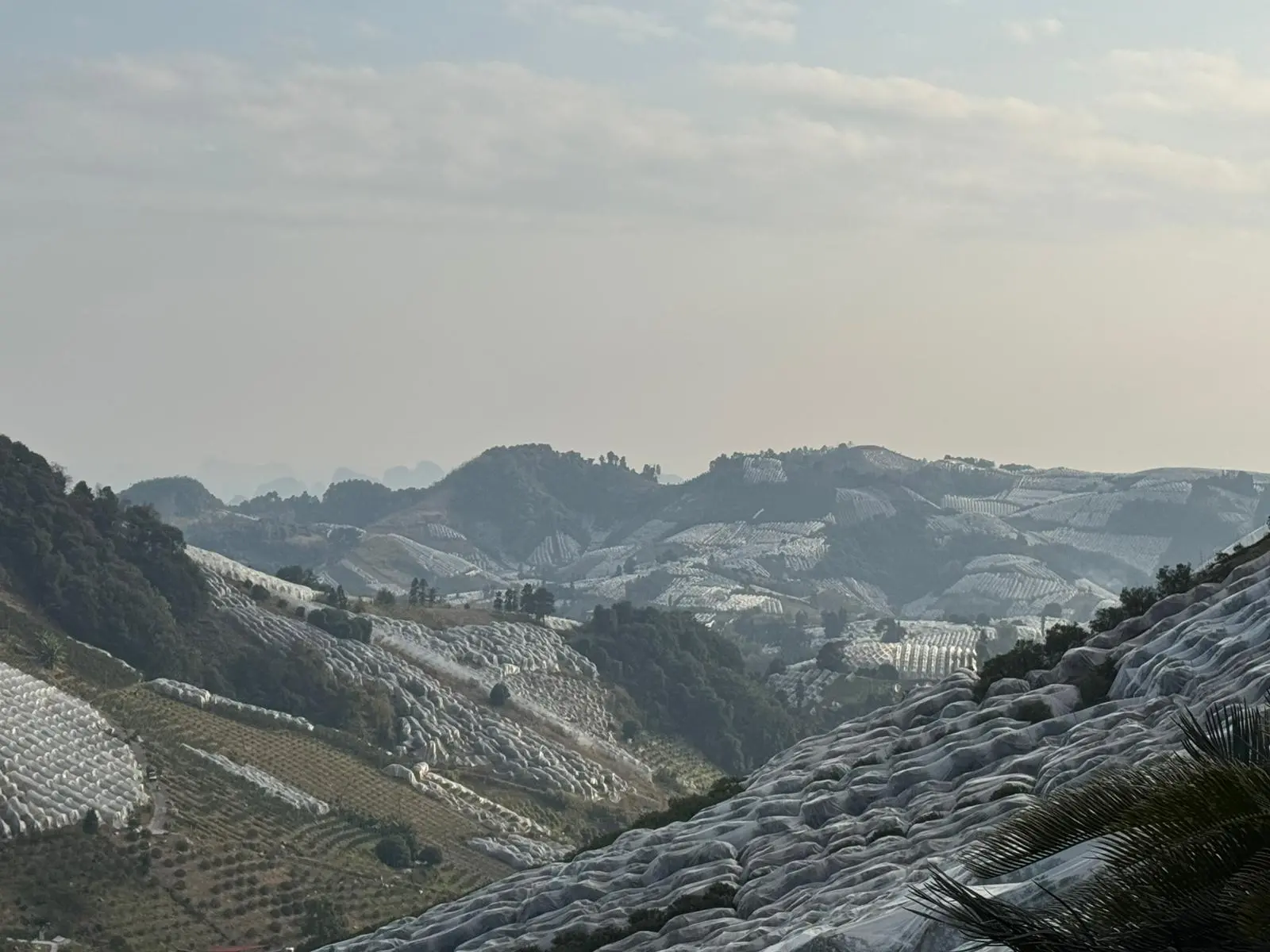 A Yangshuo le coltivazioni di kumquat