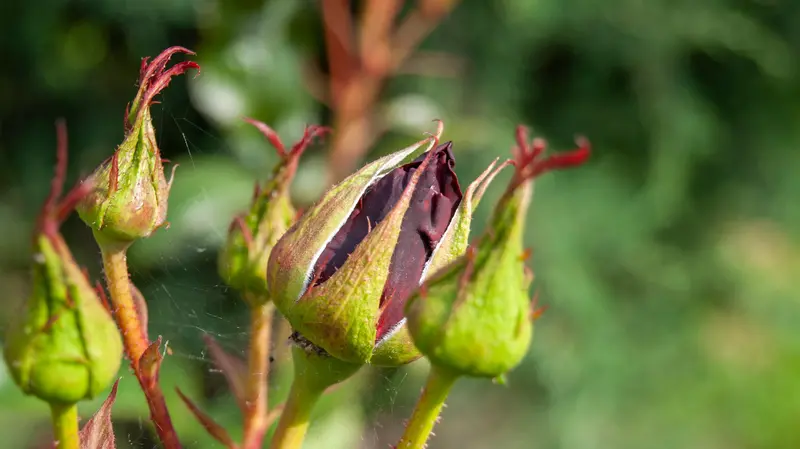 C'è chi nell'aria inizia a sentire l'arrivo della primavera