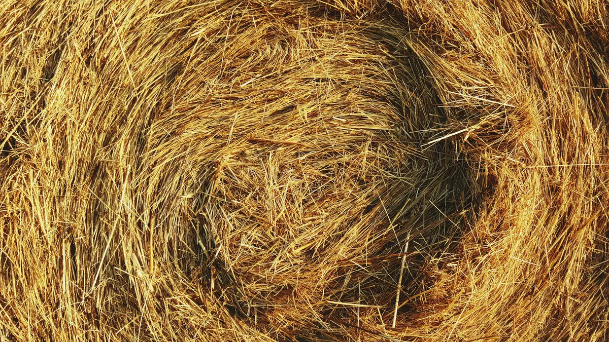La paöla deriva da paglia