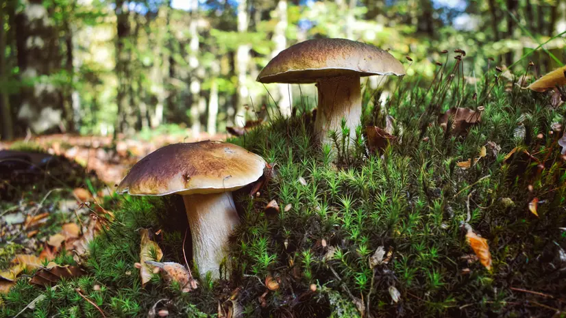 Funghi Porcini - © www.giornaledibrescia.it