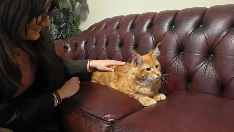 Il Maine Coon può arrivare a pesare fino a 10 chilogrammi - © www.giornaledibrescia.it