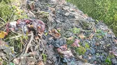 Accanto alle strade, carcasse di cervi e caprioli - © www.giornaledibrescia.it