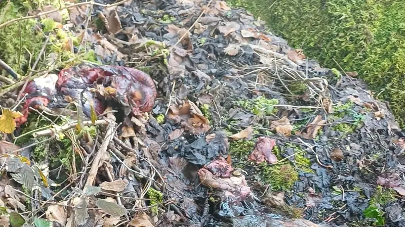 Accanto alle strade, carcasse di cervi e caprioli - © www.giornaledibrescia.it