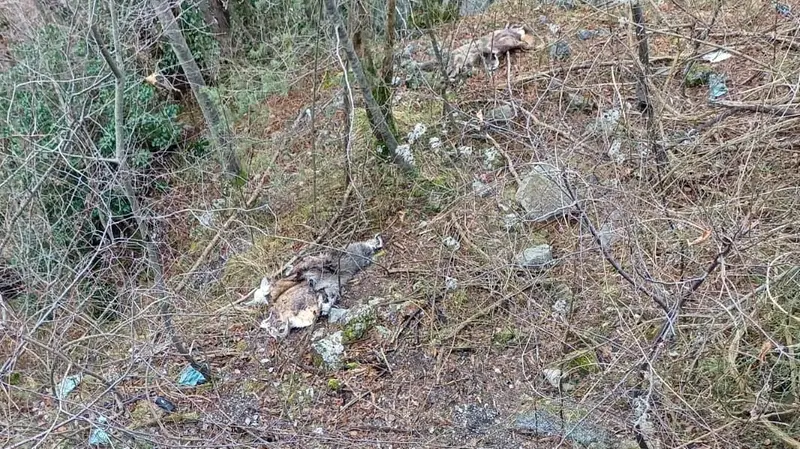 I resti lanciati nel bosco - © www.giornaledibrescia.it