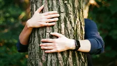 Abbracciare gli alberi