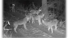 Lupi in Valcamonica - © www.giornaledibrescia.it