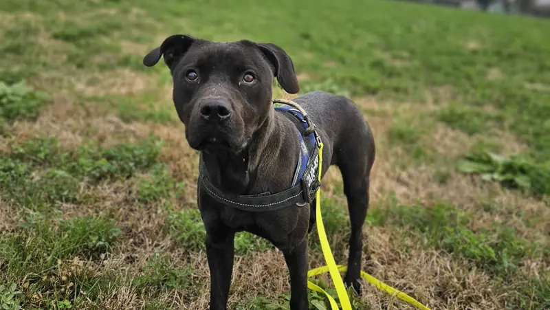 Ghali - © www.giornaledibrescia.it