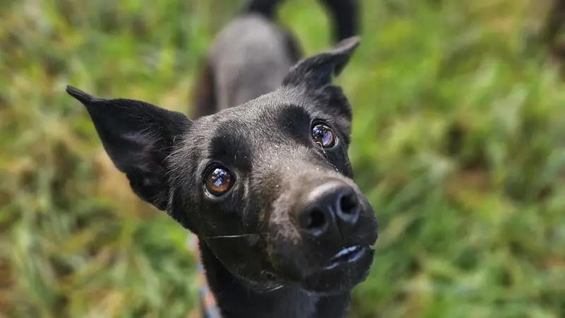 Melinda - © www.giornaledibrescia.it