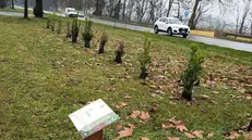 Alcuni degli alberelli per i nuovi nati - © www.giornaledibrescia.it