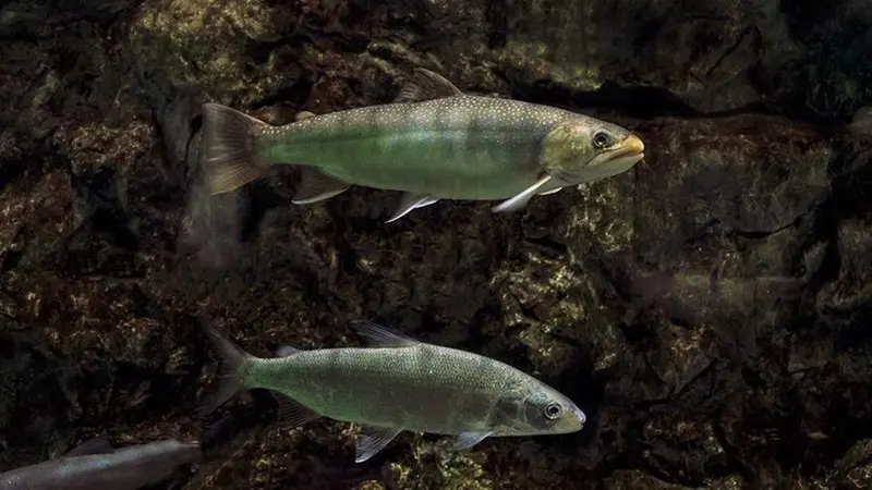 Due coregoni - © www.giornaledibrescia.it