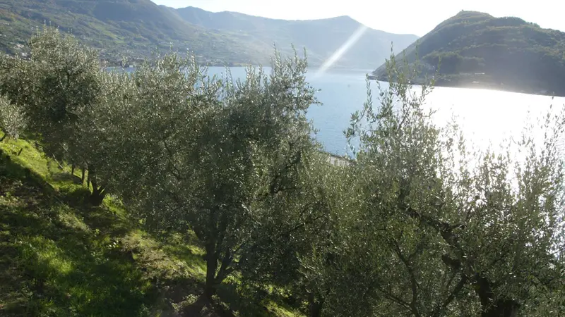 Gli ulivi di Montisola - Foto di New Eden Group © www.giornaledibrescia.it