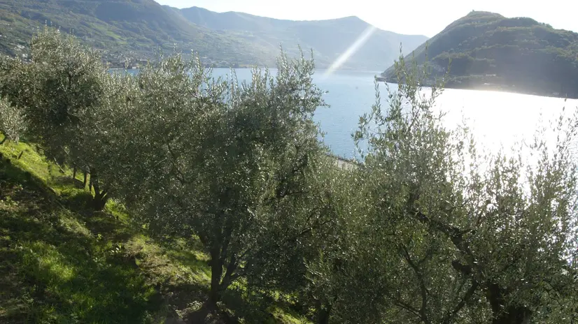 Gli ulivi di Montisola - Foto di New Eden Group © www.giornaledibrescia.it