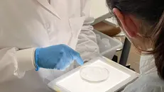 Un'analisi di laboratorio alla Indam - © www.giornaledibrescia.it