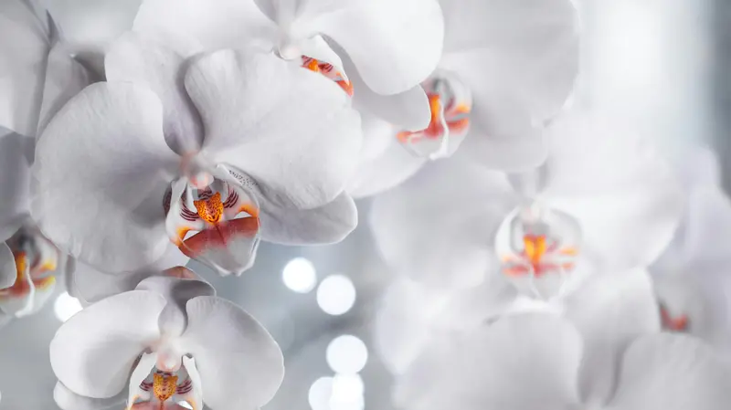 Anche un'orchidea di plastica può essere elegante