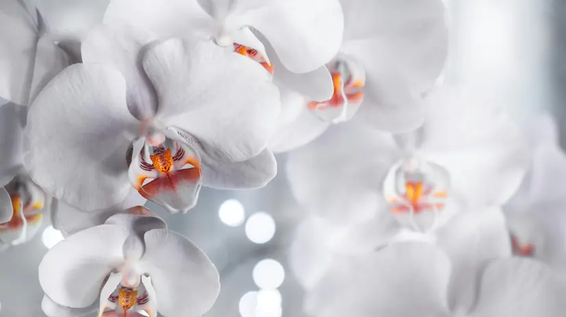 Anche un'orchidea di plastica può essere elegante