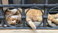 Rossini era il gatto simbolo di Rovigo