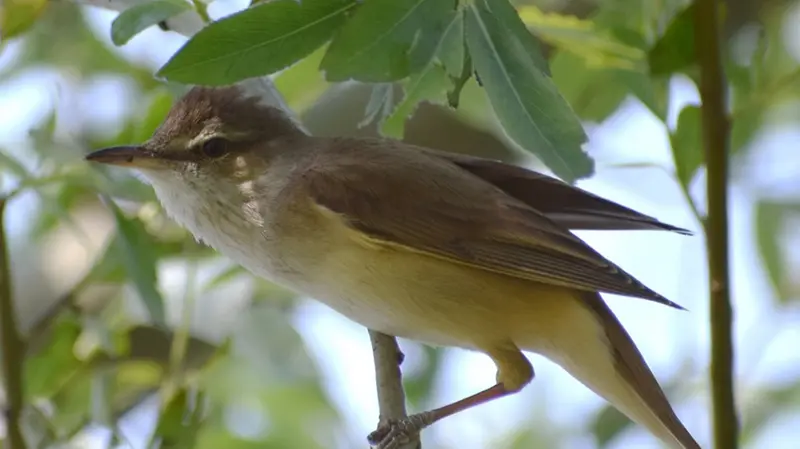 Il caratteristico cannareccione