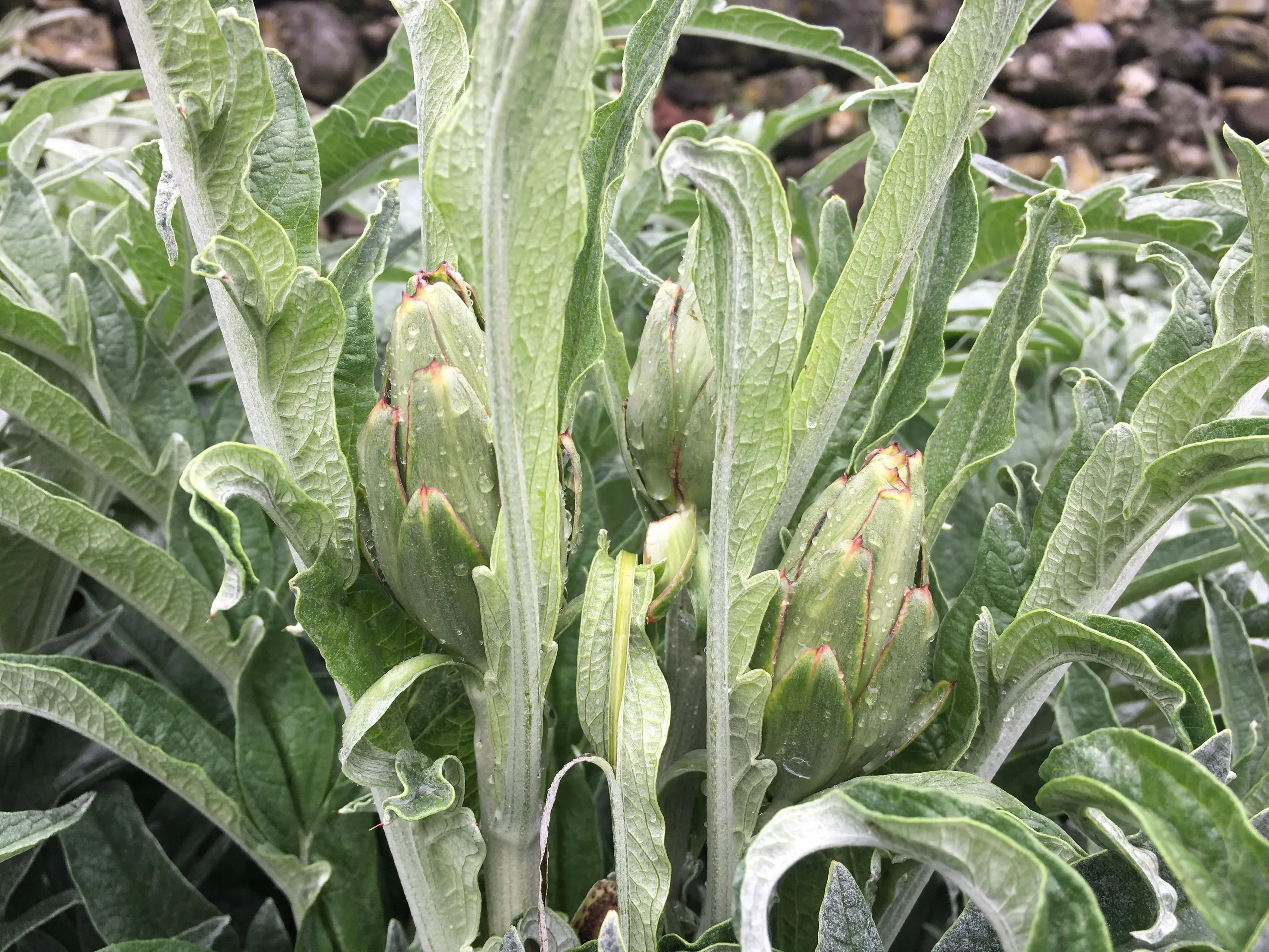 Il fagiolo della Valvestino e il carciofo di Malegno