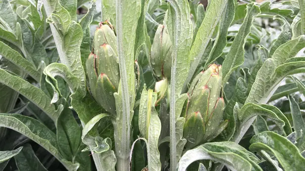 Il fagiolo della Valvestino e il carciofo di Malegno